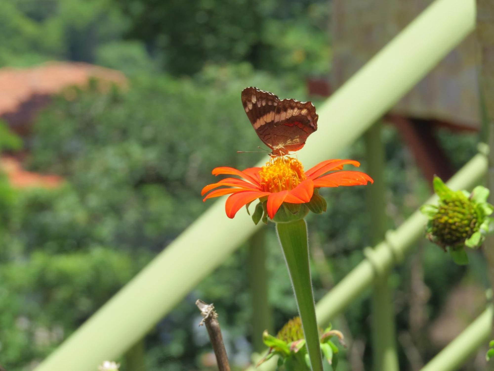 Rose House Manuel Antonio Apartment Quepos Exterior photo
